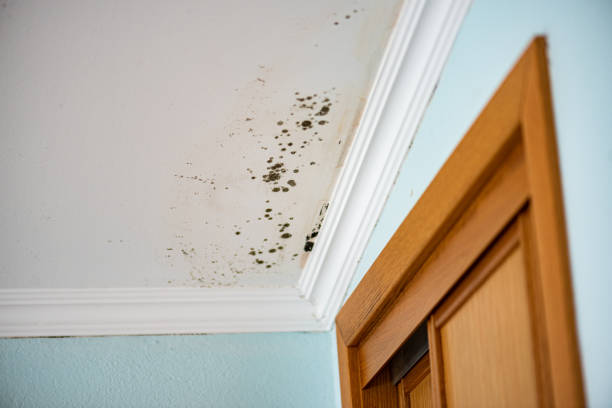 Mold Testing and Removal in Fairview Park, OH