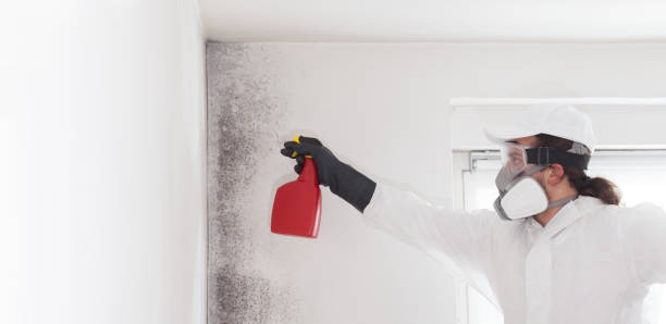 Best Toxic Mold Removal  in Fairview Park, OH